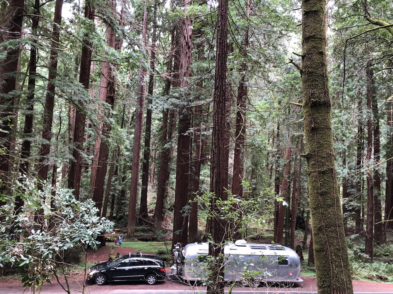 Airstream nestled in California redwoods